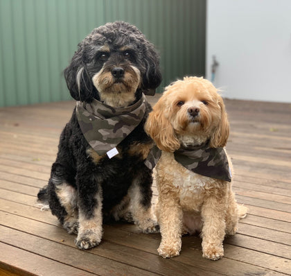 Dog Bandanas