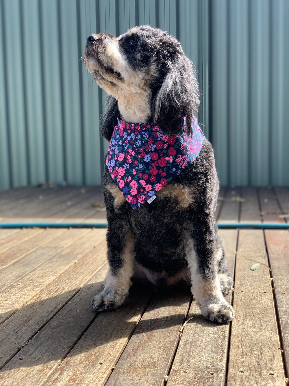 Dog Bandanas