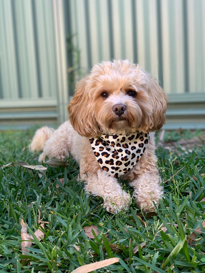 Dog Bandanas
