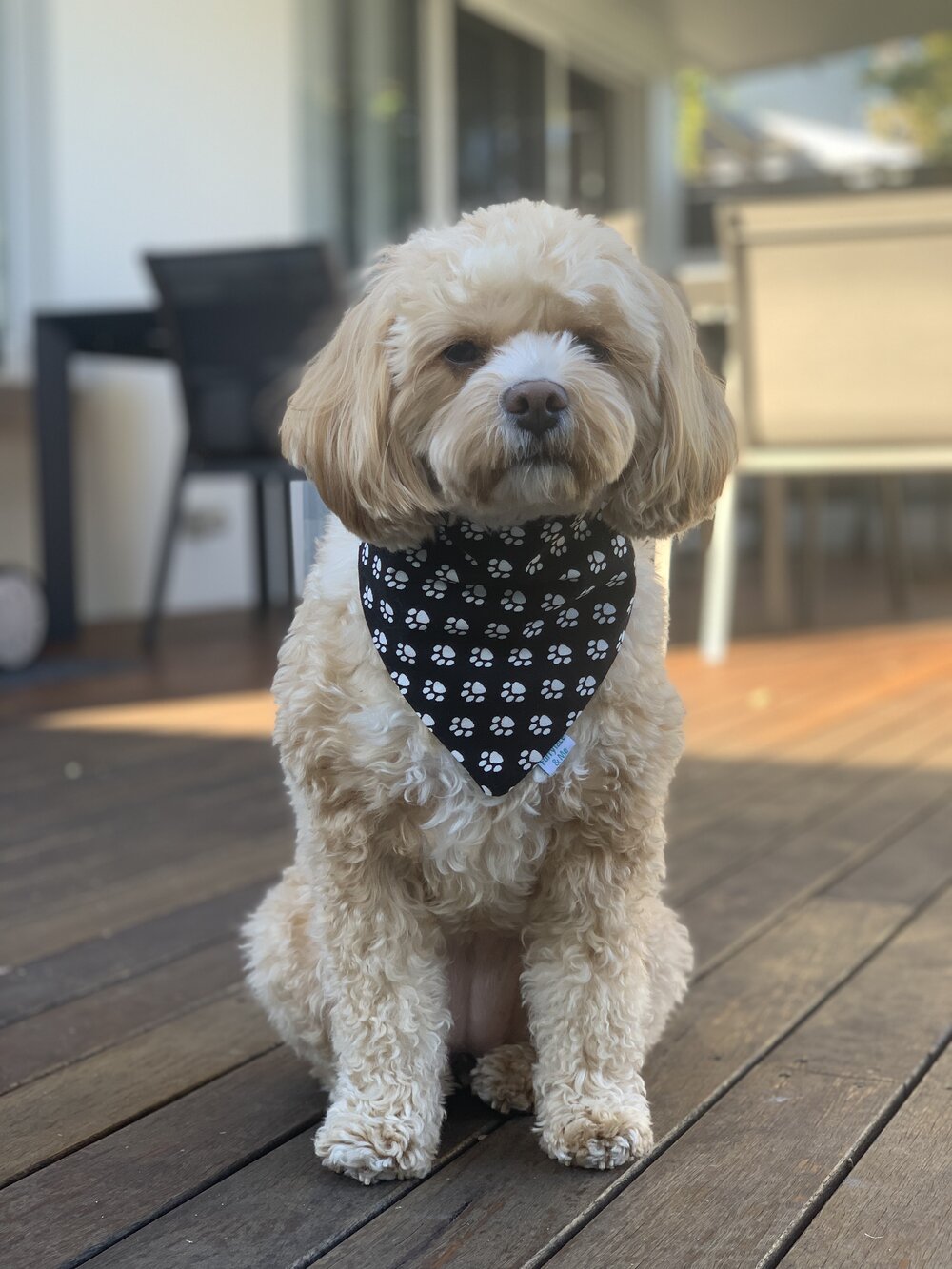 Dog Bandanas